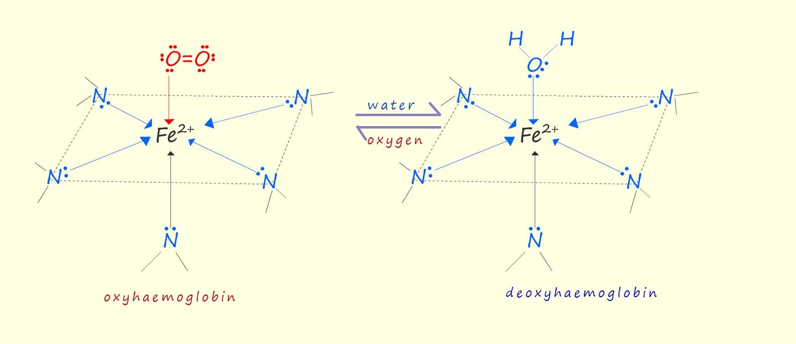 structures of oxyhaemaglobin and deoxyhaemaglobin